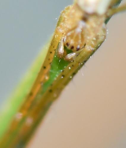 Tetragnatha montana